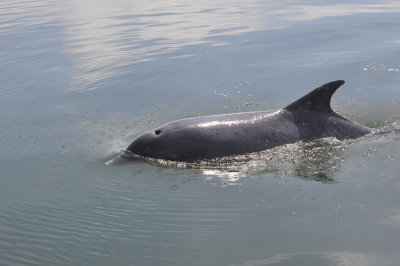Flasknosdelfin  ( resvin )  (Tursiops truncatus) Brviken
