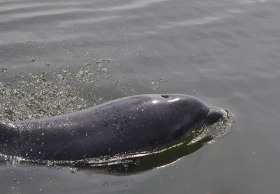 Flasknosdelfin  ( resvin )  (Tursiops truncatus) Brviken