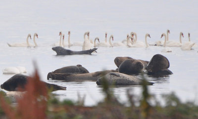 Knubbsl (Phoca vitulina) Ottenby - land