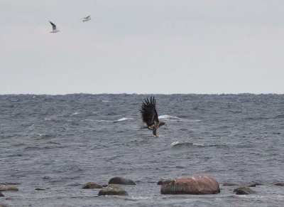 Havsrn (Haliaeetus albicilla) 