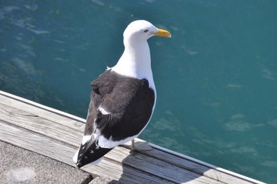 Black-backed  (Larus dominicanus)