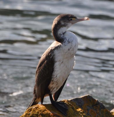 Pied shag, (Phalacrocorax varius)