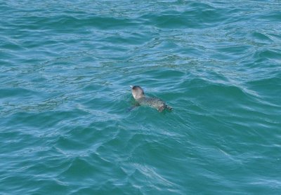 Ferry: wellington - picton. Blue penguin. (Eudyptula minor) 