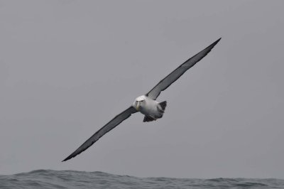 Albatross tour kaikoura: White-capped mollymawk (Thalassarche steadi)
