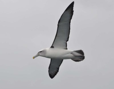 Albatross tour kaikoura White-capped mollymawk (Thalassarche steadi)