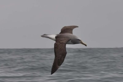 Albatross tour kaikoura: Salvin's mollymawk, (Thalassarche salvini)