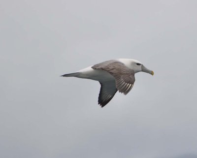 Albatross tour kaikoura: White-capped mollymawk (Thalassarche steadi)