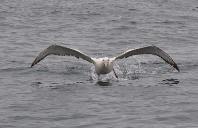 Albatross tour kaikoura: Vandringsalbatross (Diomedea exulans)
