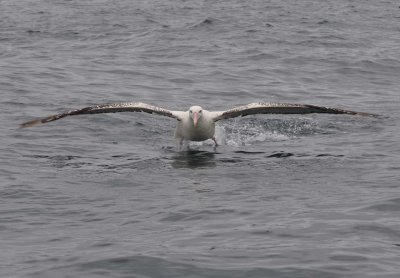Albatross tour kaikoura: Vandringsalbatross (Diomedea exulans)