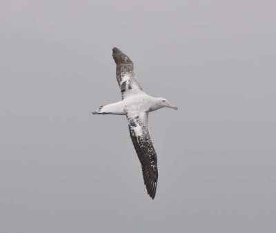 Albatross tour kaikoura: Vandringsalbatross (Diomedea exulans)