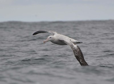 Albatross tour kaikoura: Vandringsalbatross (Diomedea exulans)