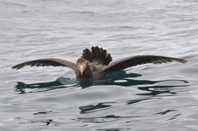 Albatross tour kaikoura: Northern giant petrel (Macronectes halli)