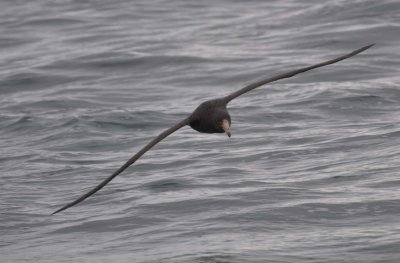 Albatross tour kaikoura: Northern giant petrel (Macronectes halli)