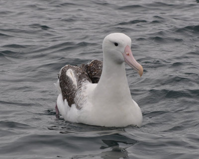 Albatross tour kaikoura:  Vandringsalbatross (Diomedea exulans)