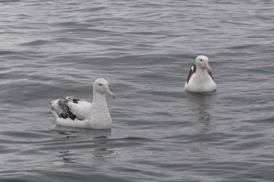 Albatross tour kaikoura: