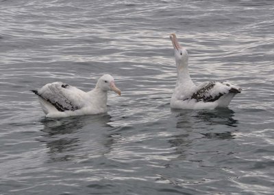 Albatross tour kaikoura: Vandringsalbatross (Diomedea exulans) 