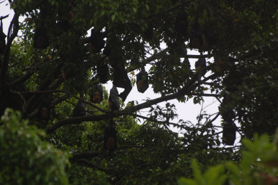 Flying fox (P. vampyrus)