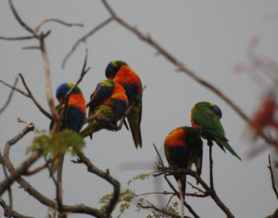 Rainbow Lorikeet (Trichoglossus moluccanus) 