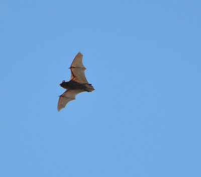 Strre brunfladdermus, (Nyctalus noctula) Rosenkllasjn - stergtland.