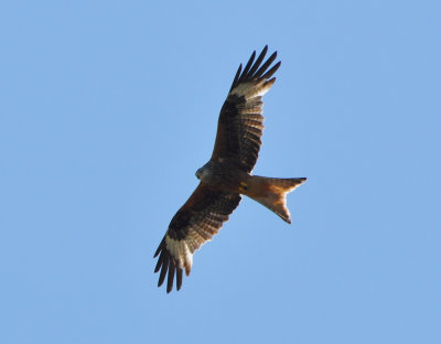 Rd glada (Milvus milvus)
