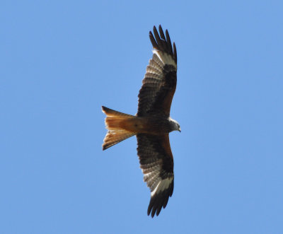 Rd glada (Milvus milvus)