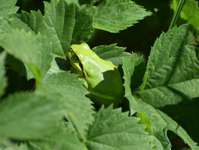  Lvgroda  (Hyla arborea)