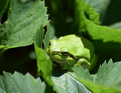  Lvgroda  (Hyla arborea)