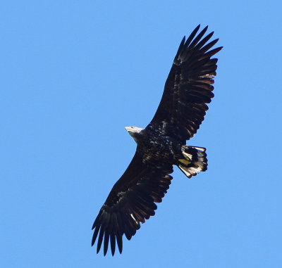 Havsrn (Haliaeetus albicilla)