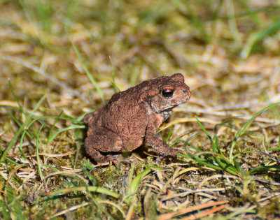 Vanlig Padda (Bufo bufo)