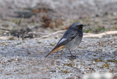 Other landbirds in Sweden