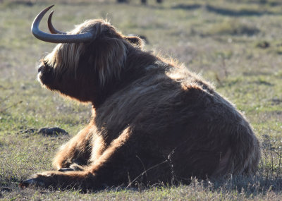 Highlands cattle. Beijershamn - land