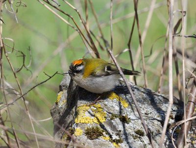 Brandkronad kungsfgel (Regulus ignicapilla)  Stensa - land