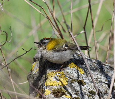 Brandkronad kungsfgel (Regulus ignicapilla)  Stensa - land