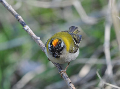 Brandkronad kungsfgel (Regulus ignicapilla)  Stensa - land