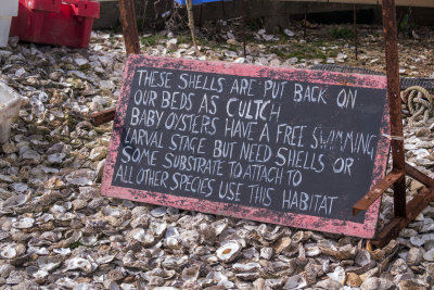 0288_Whitstable_Kent_2015_ - Copy.jpg