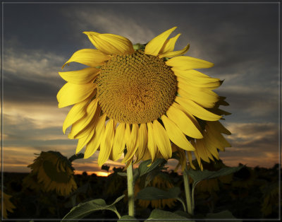 Sunflower at Sunset.jpg