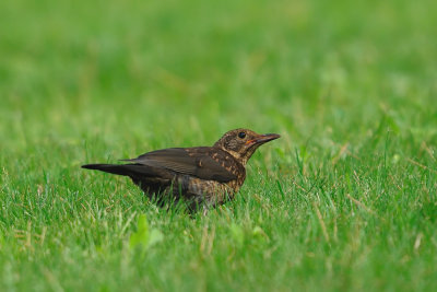 Turdus merula - Kos - Blackbird