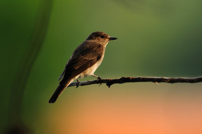 Muscicapa striata - Sivi muhar - Spotted flycatcher