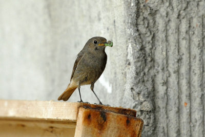 Phoenicurus ochruros - Smarnica - Black redstart