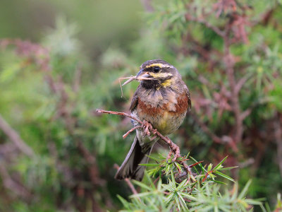 Emberiza cirlus - Plotni strnad - Cirl bunting