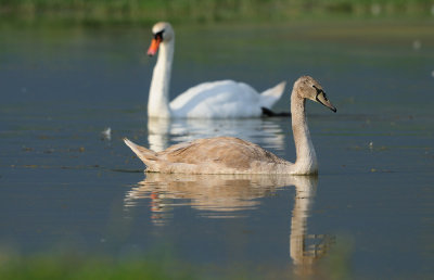Cygnus olor - Labod grbec - Mute Swan