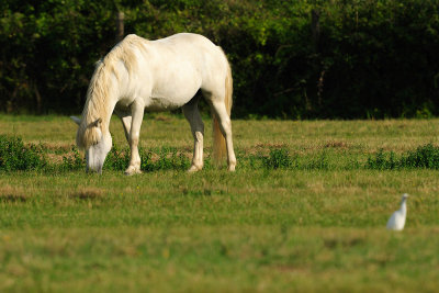 Camargue horse in Nature reserve  Isolla della cona