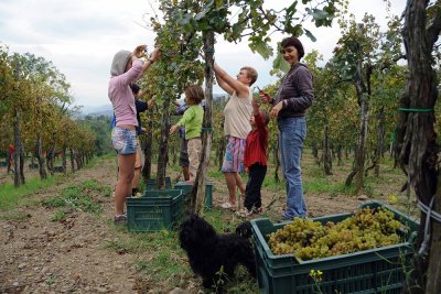 Trgatev - Harvesting the grapes