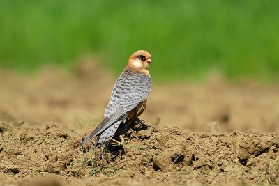 Falco vespertinus - Rdecenoga postovka - Red footed falcon