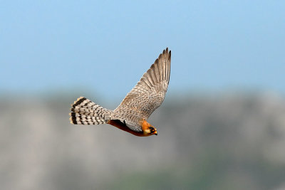 Falco vespertinus - Rdecenoga postovka - Red footed falcon