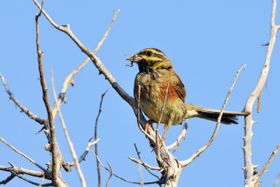 Emberiza cirlus - Plotni strnad - Cirl bunting