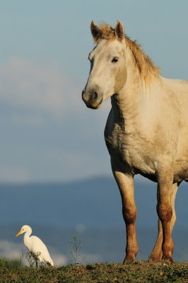 Camargue horse - Kamarki konj