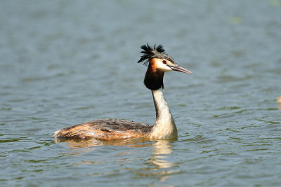 Podiceps cristatus - Copasti ponirek - Great crested grebe