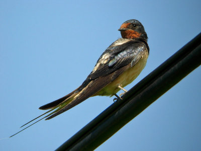 Hirundo rustica - Kmecka lastovka - Barn swallow