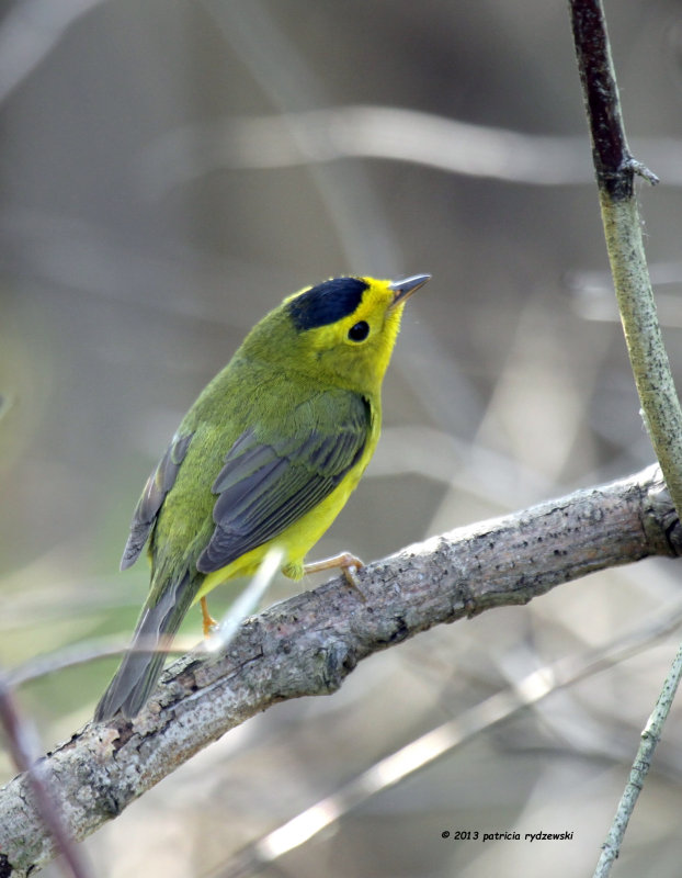 Wilson Warbler IMG_7314.jpg